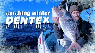 Catching Winter Dentex in Mallorca with live bait