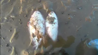 PART 1-3 BIG TIDE NETTING, DOVER SOLE, RAY, PLAICE, FLOUNDER, HOUNDS!! #beach #freshfish #gillnet