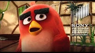 The Angry Birds Movie - Nice Chatting With You Clip - Now Available on Digital Download