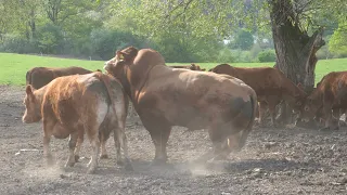 Buhaje Limusine w OHZ Przerzecznyn Zdrój Sp. z o.o.