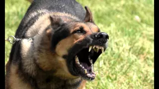 Download Large Dog Growling Sounds Effects MP3