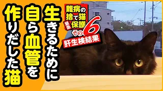 【捨て猫から家猫へ】難病の保護猫を家族に迎えました【さえちゃん⑥】