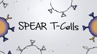 How Cancer Patients get Treated with our SPEAR T-Cells