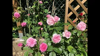 25 David Austin rose in my garden, 1st & 2nd year