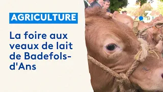 Agriculture : la foire aux veaux de lait de Badefols-d'Ans