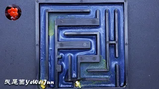 【Time-Lapse】Slime Mold Solving the Maze 多頭絨泡菌走迷宮