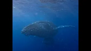 Diving with Humpback whales in Mauritius