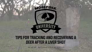 Tracking A Deer Thats Been Shot In the Liver