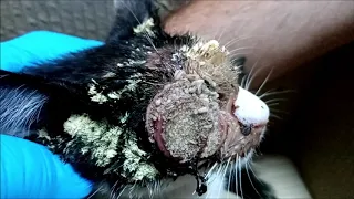 Kitten with myasis/maggots infestation