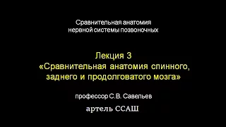 Лекция С.В. Савельева "Анатомия мозга" I