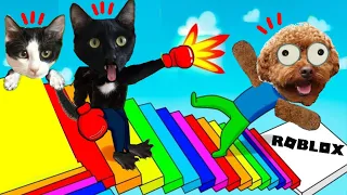 Gato y perro jugando en las escaleras de colores de Roblox Videos de gatos graciosos Luna y Estrella