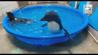 Rockhopper Penguin Chicks 1st Swim - Cincinnati Zoo