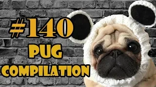 Funny Dogs but only Pug Videos | Pug Compilation 140 - InstaPug