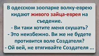 ✡️  Одесский Заяц-еврей! Еврейские Анекдоты! Анекдоты Про Евреев! Выпуск #280