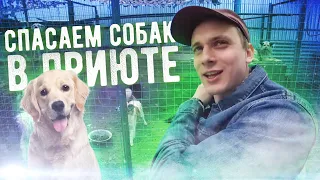 Спасаем СОБАК в приюте | Дружко на Заброшке | ПРАНК в офисе