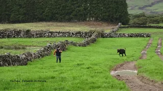 RB - Bringing The Cows Down The Hill - (Trazendo As Vacas Colina Abaixo) - Terceira Island - Azores