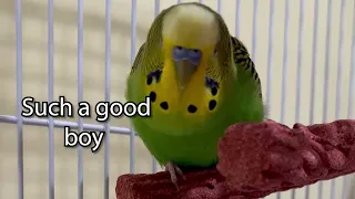 Happy Bird Happy Bird - Boba the Budgie - Talking Parakeet