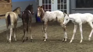 Gentling "orphan" nurse foals with Reach Out to Horses training methodologies