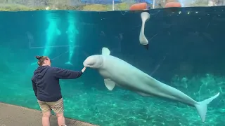 Mystic beluga video