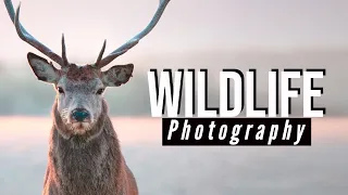 "Unleashing the Power of the Canon 90D for Wildlife Photography: A Comprehensive Review”