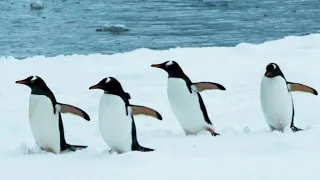 Penguin. Order Sphenisciformes.Family Spheniscidae