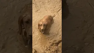 Playing in the MUD! #dog #puppy #mudbath #muddy #funnydogs