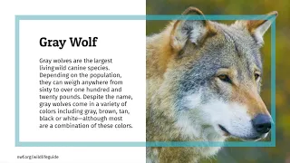 Gray Wolf | Wildlife Fact