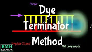 Automated Dye Terminator Method | Fluorescent DNA sequencing with Capillary Electrophoresis |