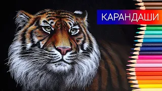 Как нарисовать тигра ✎ Тигр цветными карандашами на чёрной бумаге 👍 Таймлапс