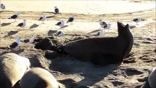 Elephant Seal Birth 1/1/15 Piedras Blancas Rookery