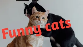 Funny and cute cat video to cheer up your day 2022!#pankaj Arnav...