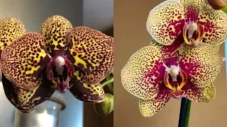 НОВЫЕ ОРХИДЕИ цветущие обзор корни орхидей и листья