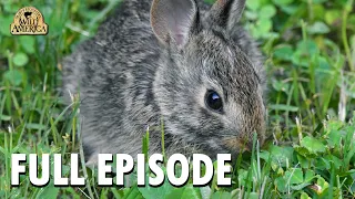 Wild America | S10 E3 'Cottontails and Kin' | Full Episode | FANGS