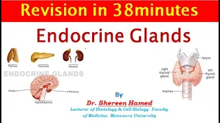 revision of endocrine glands 2021