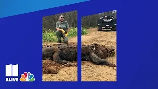 Is it real? Officials say this massive Georgia gator definitely is