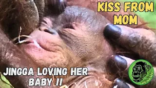 Emotional Moment As Mom And Baby Orangutan Share A Kiss