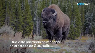 El Bisonte Norteamericano Salvaje Otra vez en México