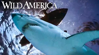 Wild America | S1 E6 Season of the Seals | Full Episode HD