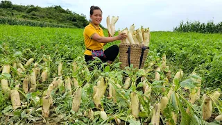 Harvest White Radish Garden Take It To Market For Sale - Daily life - Animal care | Trieu Mai Huong