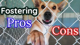 The WORST Part of Dog Fostering NO ONE Tells You! 🐶PROS + CONS of Fostering a Dog