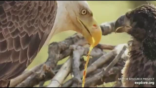 Decorah North Eagles, Fish & More Fish 5/14/19