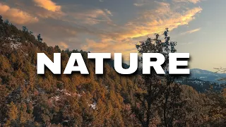Nature B-Roll | Cinematic Short Film | 4K Forest!!!