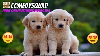 Funny Golden Retriever Puppies Video #78-Funniest & Cutest Puppies Compilation