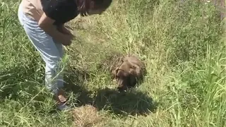 Abandoned dog lying there waiting for his owner in vain for days and refused to go