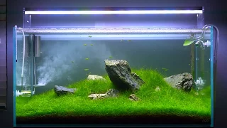 ADA 90p Planted Tank At 4.5 Months