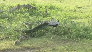 Шри-Ланка! Животный мир острова.
