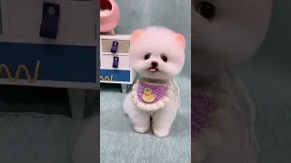 Mini Pomeranian Dog - Funny And Cute  Pomeranian Videos | Funny Puppy Videos #23
