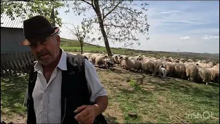 Baciul și Ceterașul fără O Mână .EUGEN VIȘAN .Nu poate trăi fără oi .Are un respect pentru Sibieni