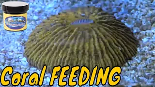 Coral Feeding Time Lapse