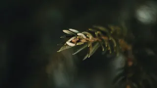 Trees | Shot On Canon 600D | Cinematic Short Film | EF-S 18-55mm | Nature